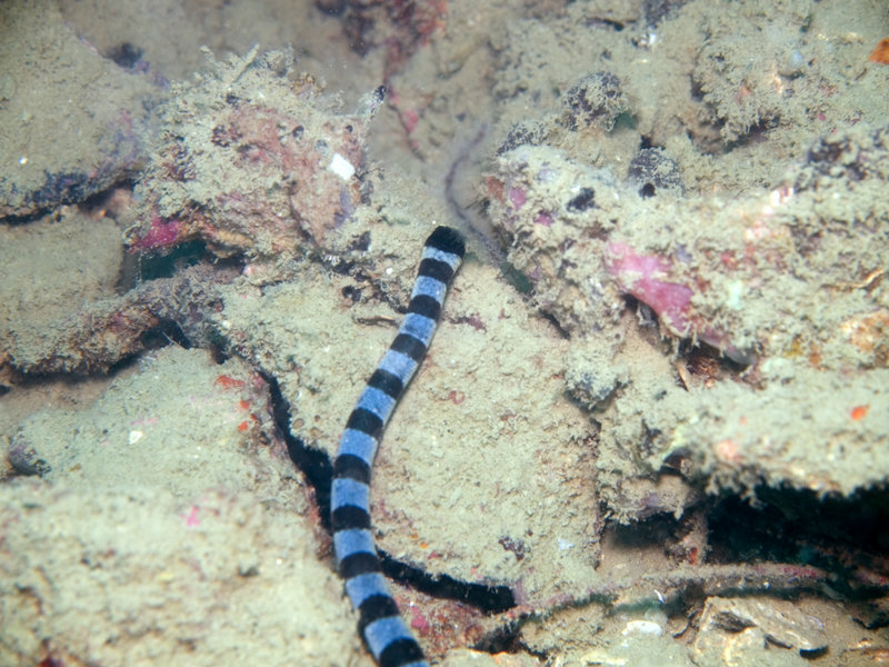 Banded Sea Snake, Marine Park